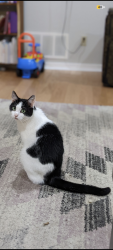 Lost Male Cat last seen Ravinia Dr and Chestnut Dr, Arlington, TX 76012