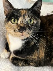 Lost Female Cat last seen Bird Rock Rd and Madrone Lane, Del Monte Forest, CA 93953