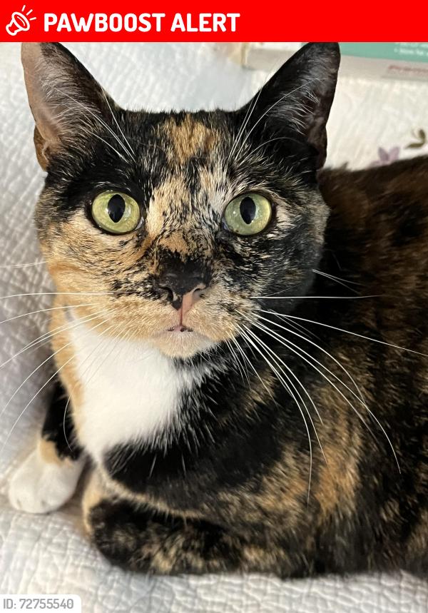Lost Female Cat last seen Bird Rock Rd and Madrone Lane, Del Monte Forest, CA 93953