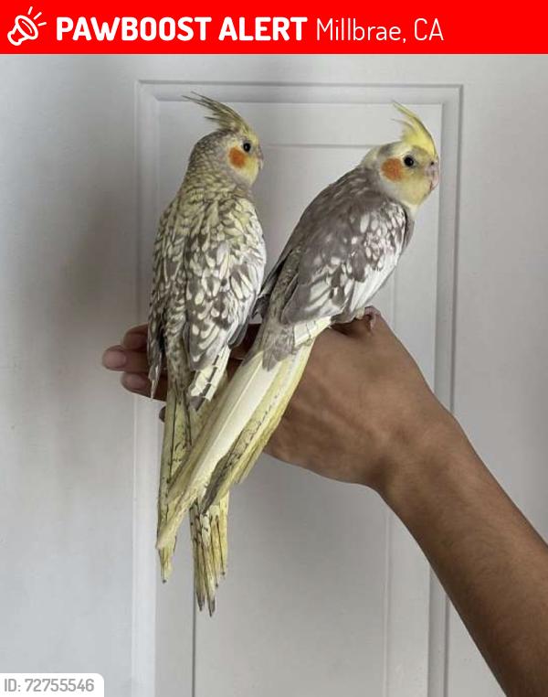 Lost Unknown Bird last seen Central Park Millbrae , Millbrae, CA 94030