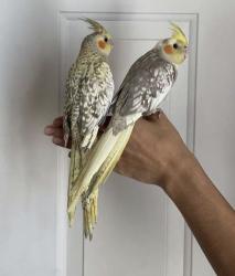 Lost Unknown Bird last seen Central Park Millbrae , Millbrae, CA 94030
