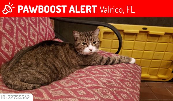 Lost Female Cat last seen S Miller Rd and Bucknell Dr., Valrico, FL 33596