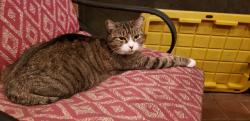 Lost Female Cat last seen S Miller Rd and Bucknell Dr., Valrico, FL 33596
