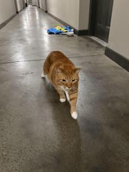 Found/Stray Unknown Cat last seen Camden South End apmt, Charlotte, NC 28203