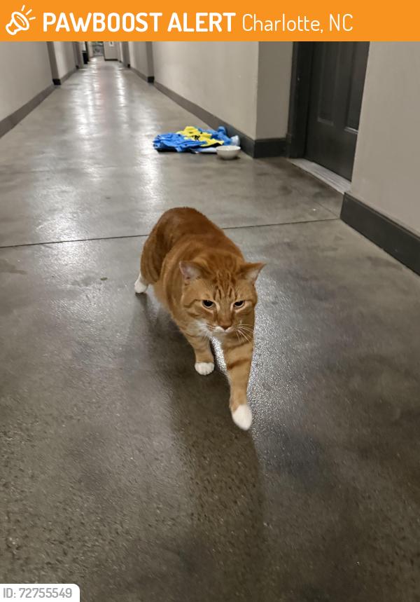 Found/Stray Unknown Cat last seen Camden South End apmt, Charlotte, NC 28203