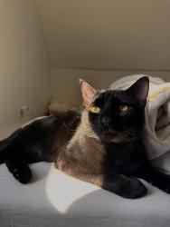 Lost Male Cat last seen Planet fitness on connecticut avenue in Norwalk. He bolted out of my car when i pulled over. , Norwalk, CT 06851