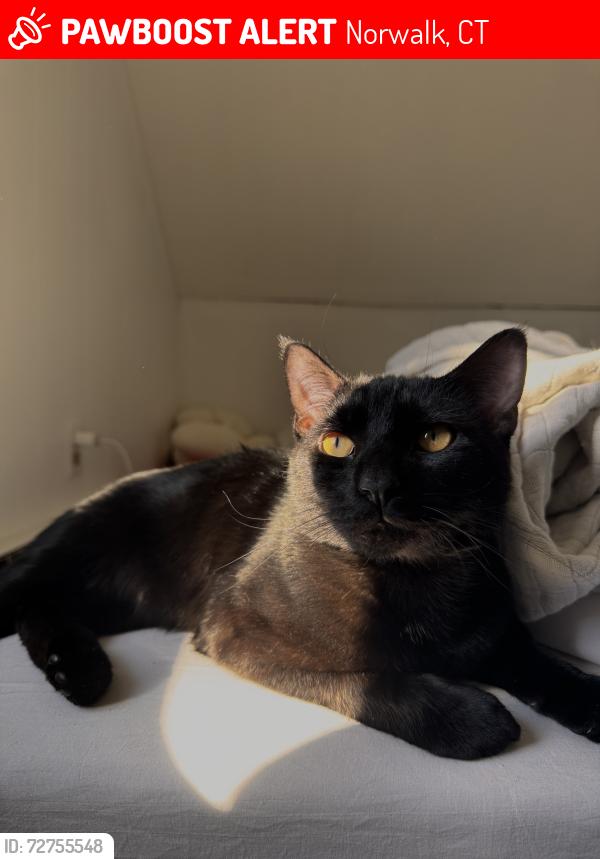 Lost Male Cat last seen Planet fitness on connecticut avenue in Norwalk. He bolted out of my car when i pulled over. , Norwalk, CT 06851