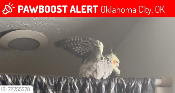 Lost Female Bird last seen 59th and bryant , Oklahoma City, OK 73129
