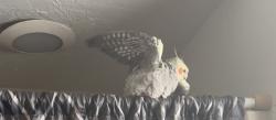 Lost Female Bird last seen 59th and bryant , Oklahoma City, OK 73129