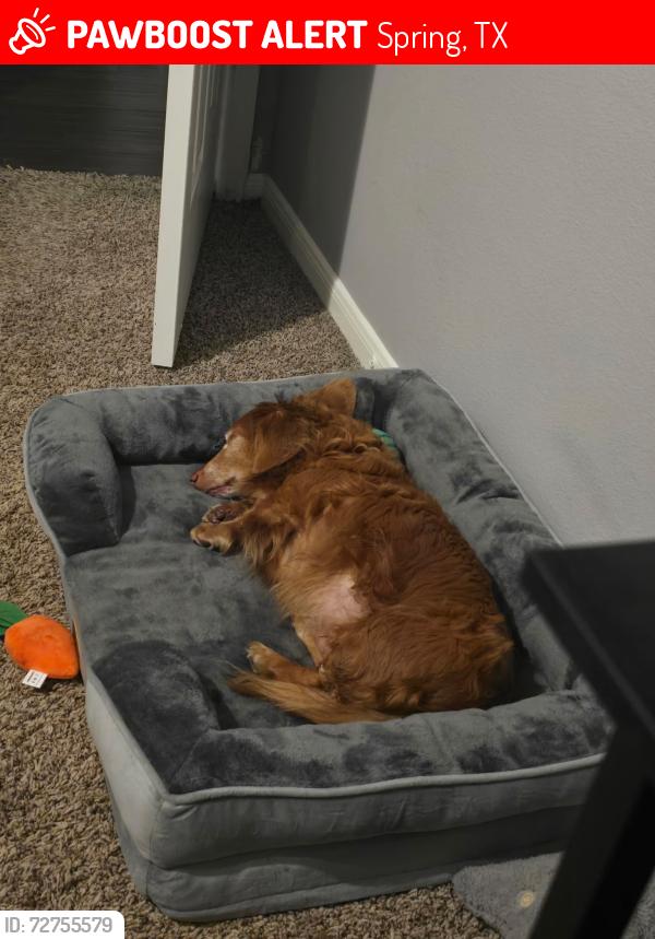 Lost Male Dog last seen Near Dawngate Dr. , Spring, TX 77373