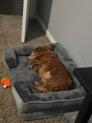 Lost Male Dog last seen Near Dawngate Dr. , Spring, TX 77373