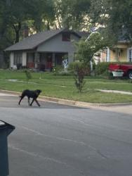 Found/Stray Male Dog last seen Elm Drive Terrell, Terrell, TX 75160