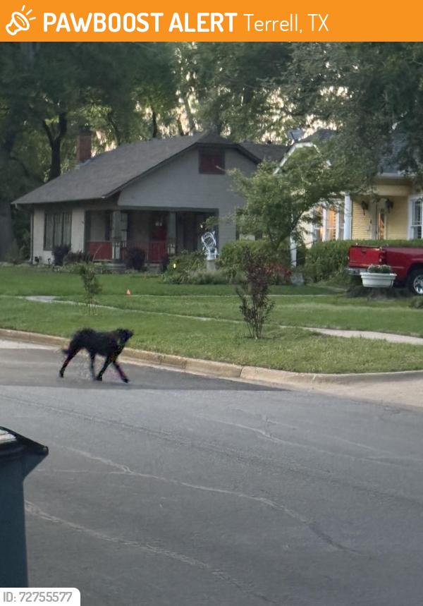 Found/Stray Male Dog last seen Elm Drive Terrell, Terrell, TX 75160