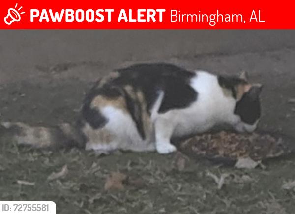 Lost Female Cat last seen Near Highland Park, St. Vincent/Uab hosp , Birmingham, AL 35205