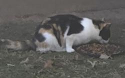 Lost Female Cat last seen Near Highland Park, St. Vincent/Uab hosp , Birmingham, AL 35205