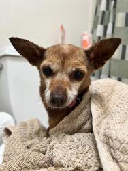 Found/Stray Female Dog last seen Bushard fountain valley high school, Fountain Valley, CA 92708