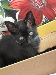 Lost Male Cat last seen Avondale Rd and Bonnies Lane, Biltmore Forest, NC 28803