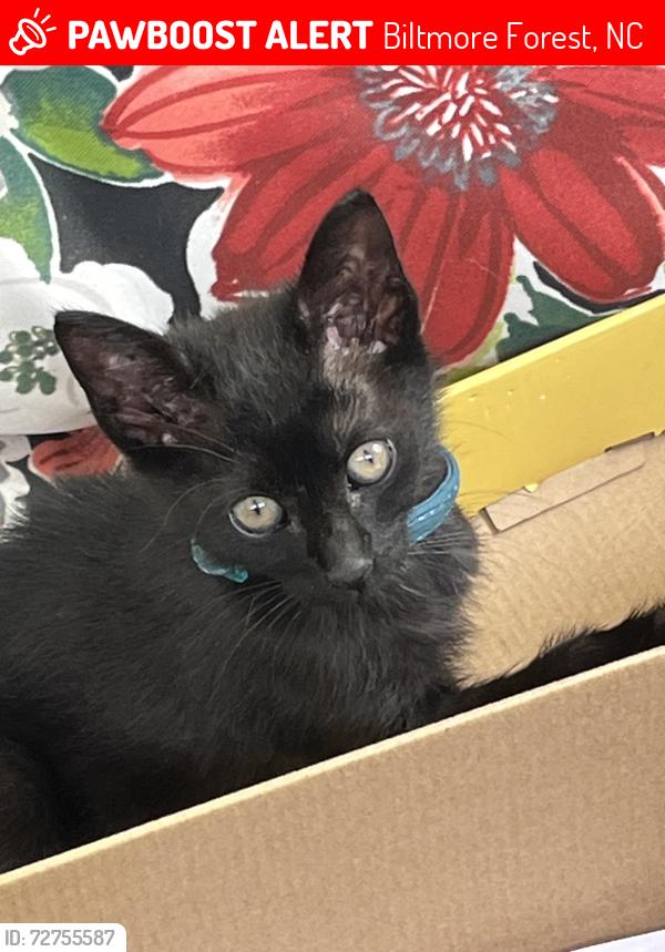 Lost Male Cat last seen Avondale Rd and Bonnies Lane, Biltmore Forest, NC 28803
