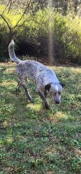 Found/Stray Male Dog last seen 23rd and Henney rd, Choctaw, OK 73020
