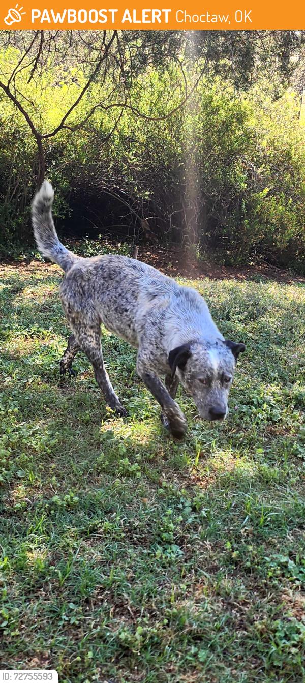 Found/Stray Male Dog last seen 23rd and Henney rd, Choctaw, OK 73020