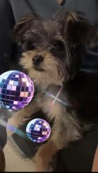 Lost Male Dog last seen Bessemer, Houston, TX 77034