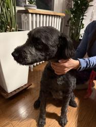Found/Stray Male Dog last seen Avenue and eglinton, Toronto, ON M5N 2E7