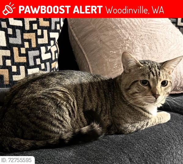 Lost Male Cat last seen Woodinville Duvall Road , Woodinville, WA 98072
