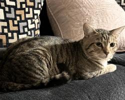 Lost Male Cat last seen Woodinville Duvall Road , Woodinville, WA 98072