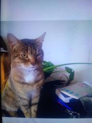 Found/Stray Male Cat last seen Ealing cricket club, Greater London, England W5 2LL