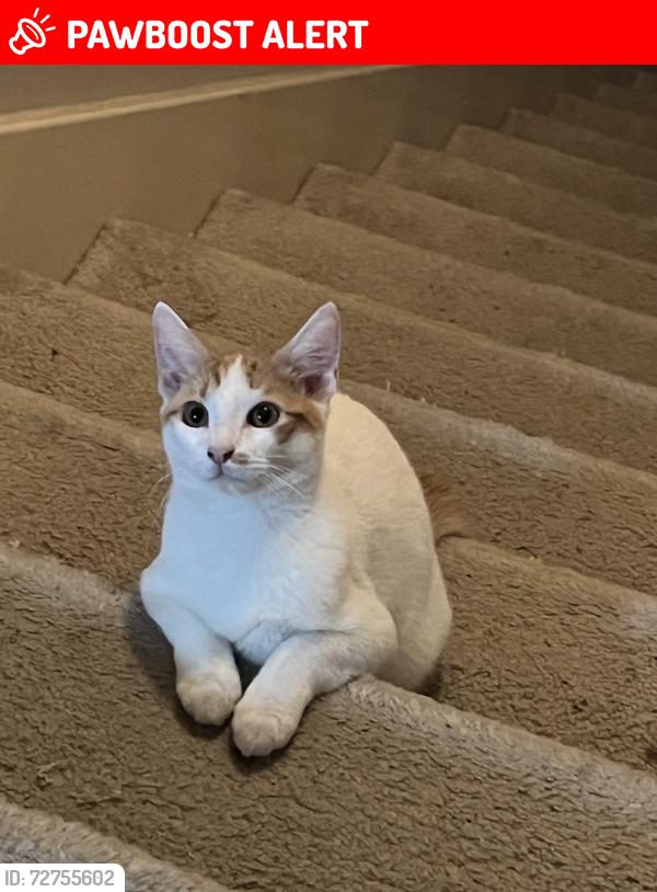 Lost Male Cat last seen Wortham oaks Dr, Kennemer Dr, Ambergris ct, Kenswick Forest Ln, Kenswick Meadows, TX 77338