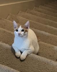Lost Male Cat last seen Wortham oaks Dr, Kennemer Dr, Ambergris ct, Kenswick Forest Ln, Kenswick Meadows, TX 77338
