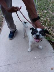 Found/Stray Male Dog last seen War Arrow & Town Briar, San Antonio, TX 78238