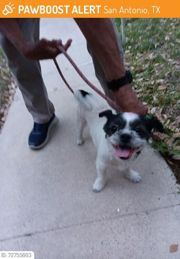 Found/Stray Male Dog last seen War Arrow & Town Briar, San Antonio, TX 78238