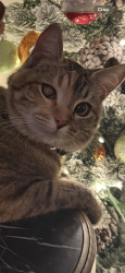 Lost Female Cat last seen Portola Ave & Mariposa DR in Palm Desert, Palm Desert, CA 92260