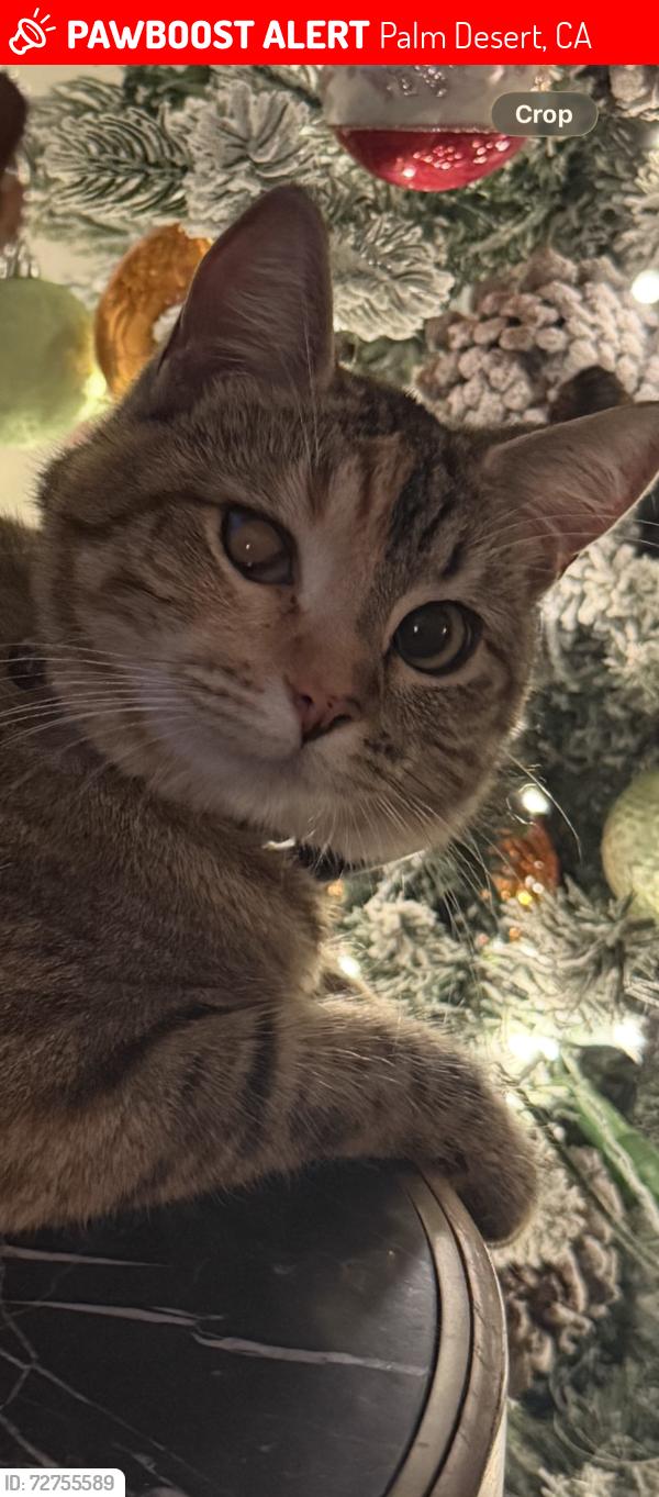 Lost Female Cat last seen Portola Ave & Mariposa DR in Palm Desert, Palm Desert, CA 92260