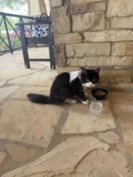 Found/Stray Female Cat last seen Behind Walmart, Houston, TX 77075