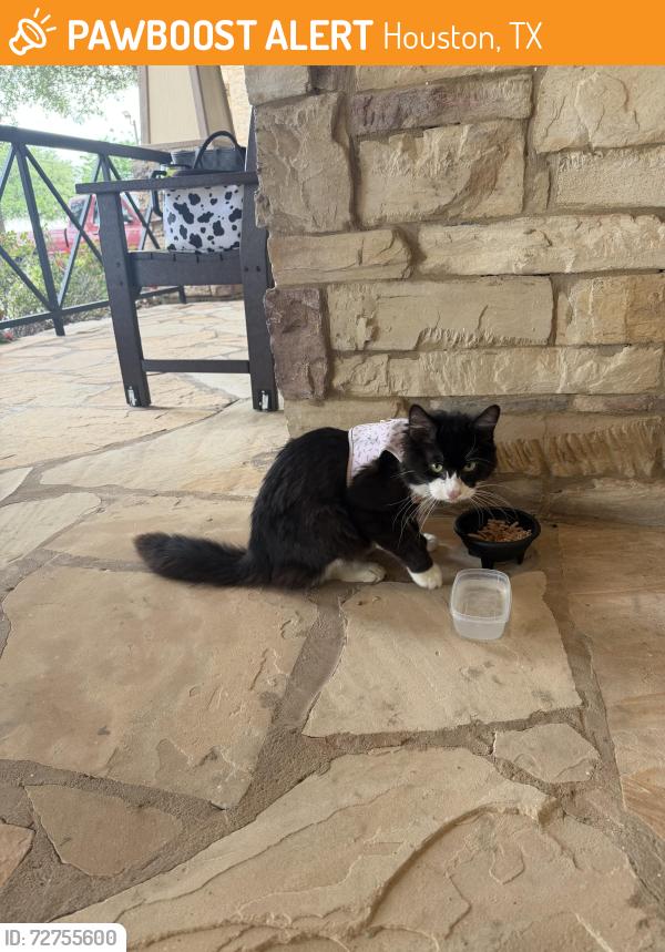 Found/Stray Female Cat last seen Behind Walmart, Houston, TX 77075