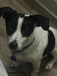 Lost Male Dog last seen Park West End, Richmond, VA 23228