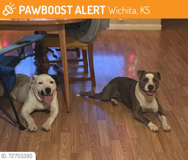 Found/Stray Unknown Dog last seen Harry and Edgemore , Wichita, KS 67207