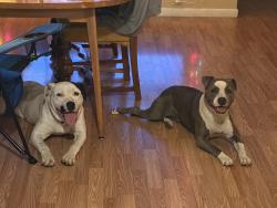 Found/Stray Unknown Dog last seen Harry and Edgemore , Wichita, KS 67207