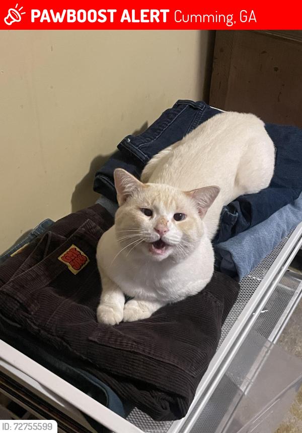 Lost Male Cat last seen Buford Hwy, Cumming, GA 30041
