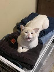 Lost Male Cat last seen Buford Hwy, Cumming, GA 30041