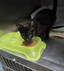 Shelter Stray Female Cat last seen Oakland, CA 94603, Oakland, CA 94601