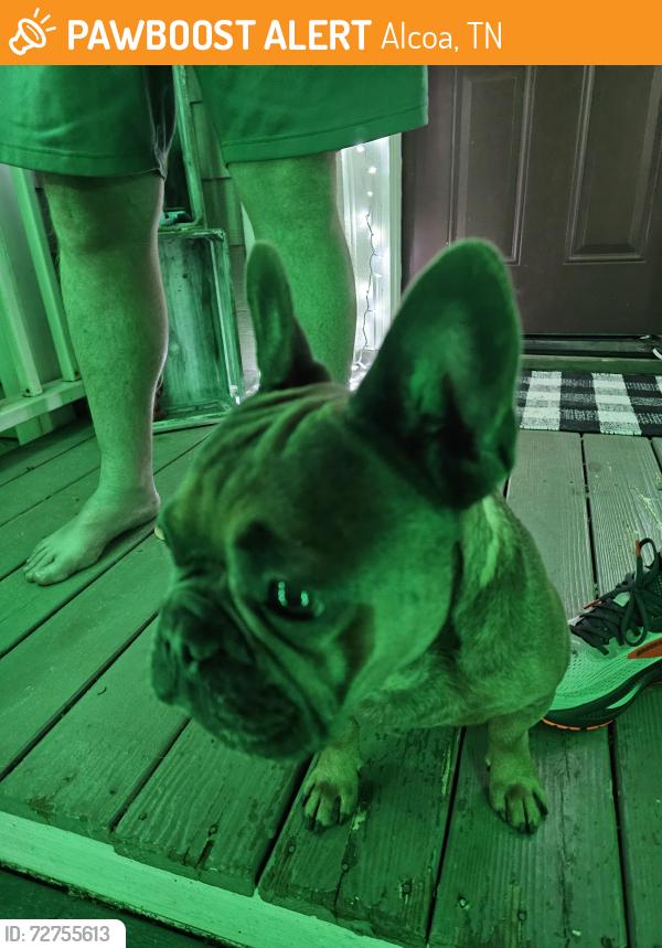 Found/Stray Male Dog last seen Corner of Boxwood and Grant St, Alcoa, TN 37701