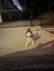 Found/Stray Male Dog last seen Orlando’s supermarket, Houston, TX 77091