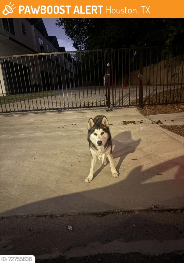Found/Stray Male Dog last seen Orlando’s supermarket, Houston, TX 77091