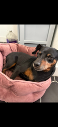 Found/Stray Male Dog last seen Lakewood neighborhoods, Provo, UT 84601