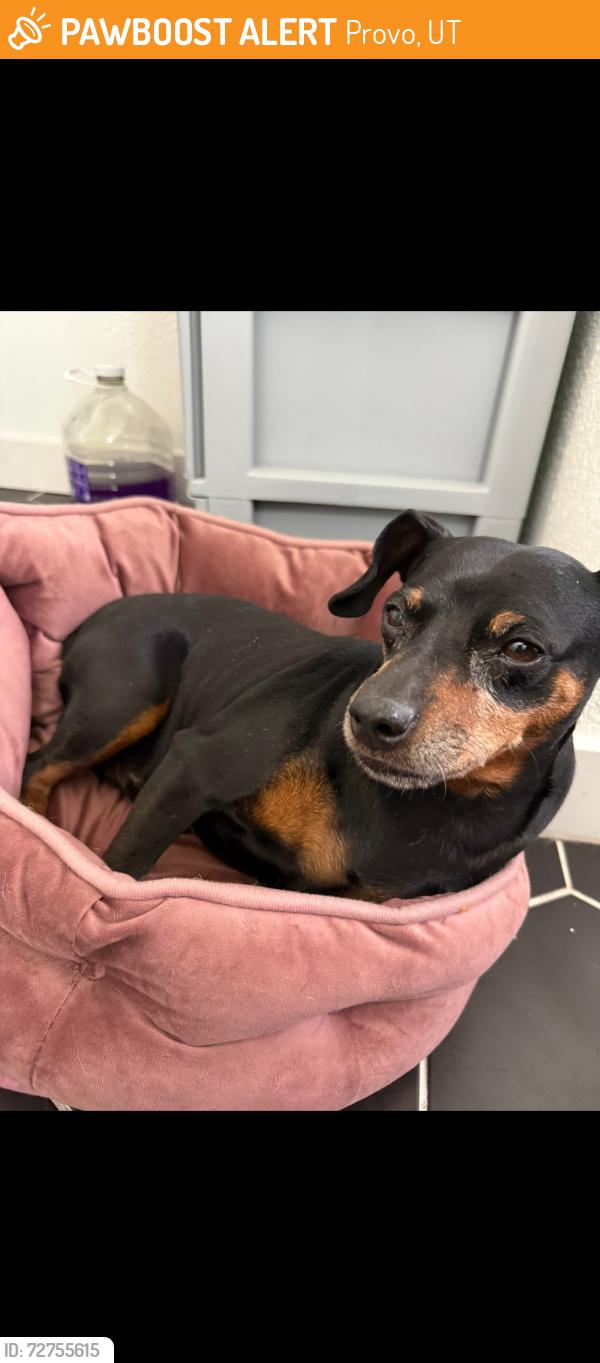 Found/Stray Male Dog last seen Lakewood neighborhoods, Provo, UT 84601