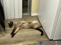 Lost Male Cat last seen Churncreek , Redding, CA 96003