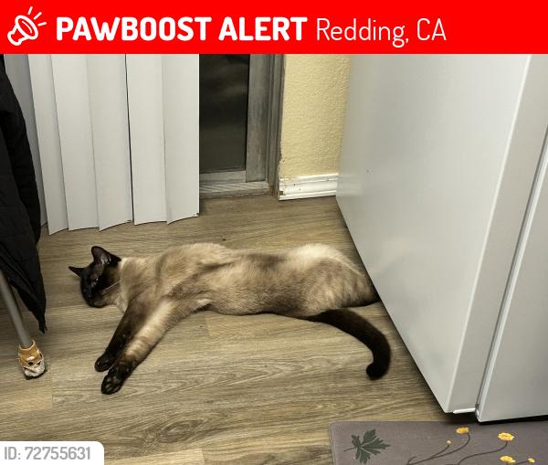 Lost Male Cat last seen Churncreek , Redding, CA 96003